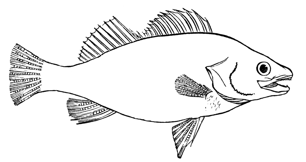 free black and white fish clip art - photo #12