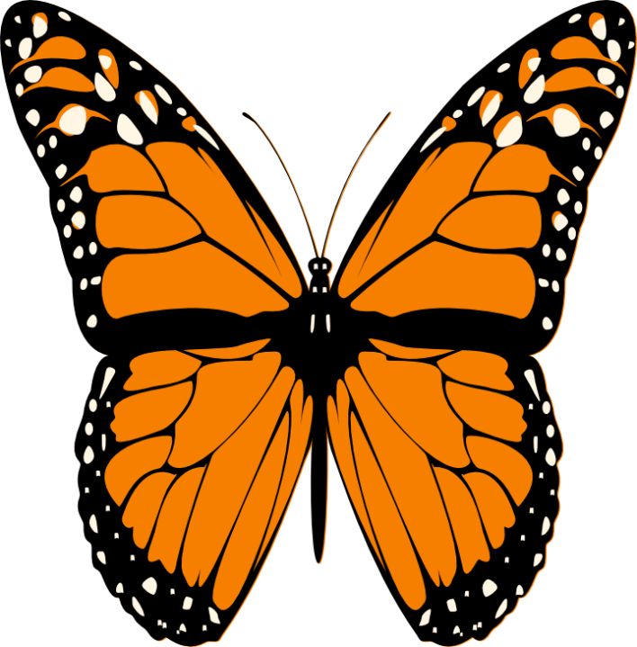 clip art butterfly pictures - photo #18