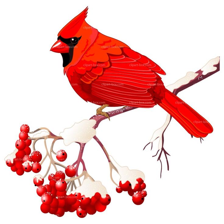 free clipart images birds - photo #41