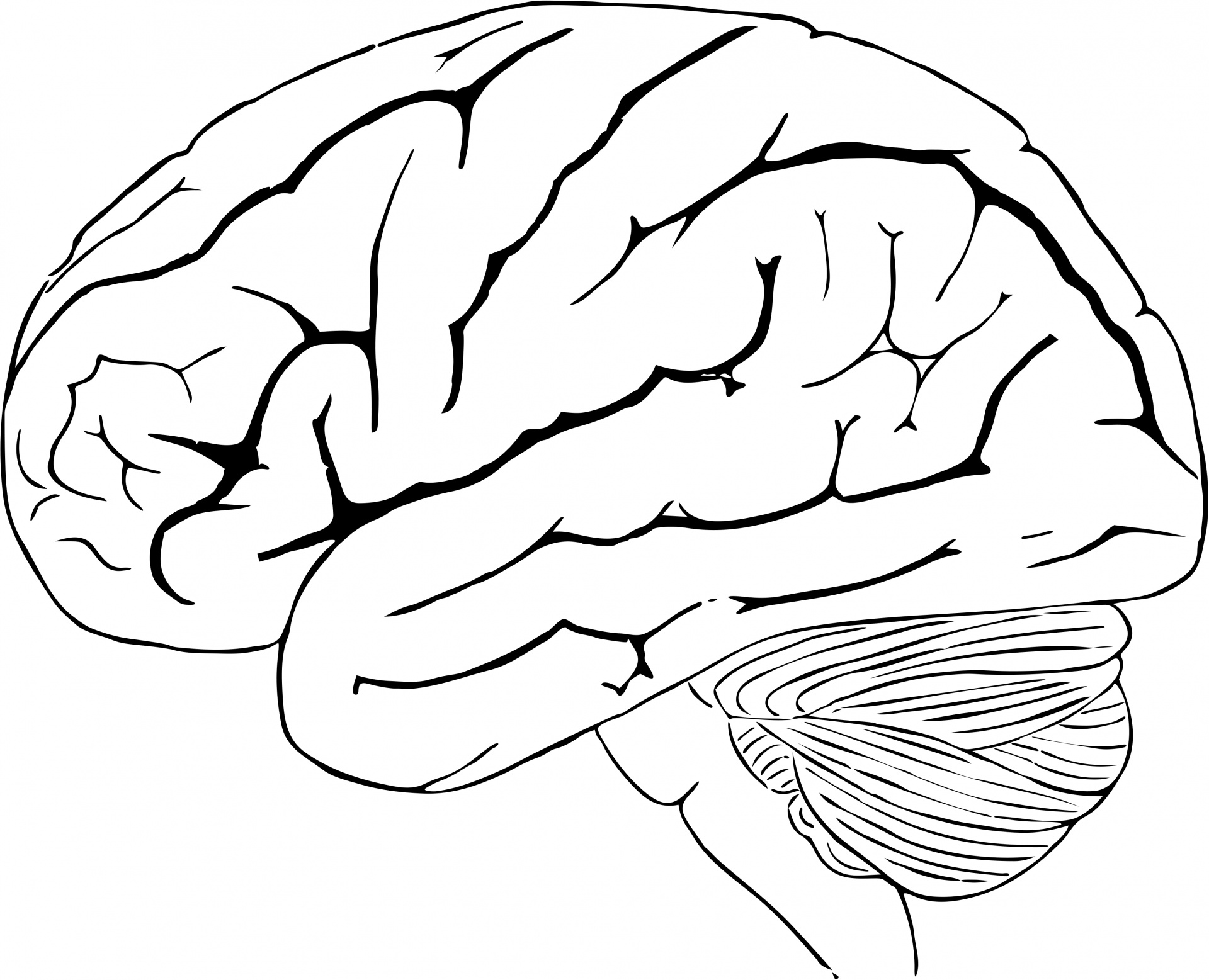 clipart of human brain - photo #28
