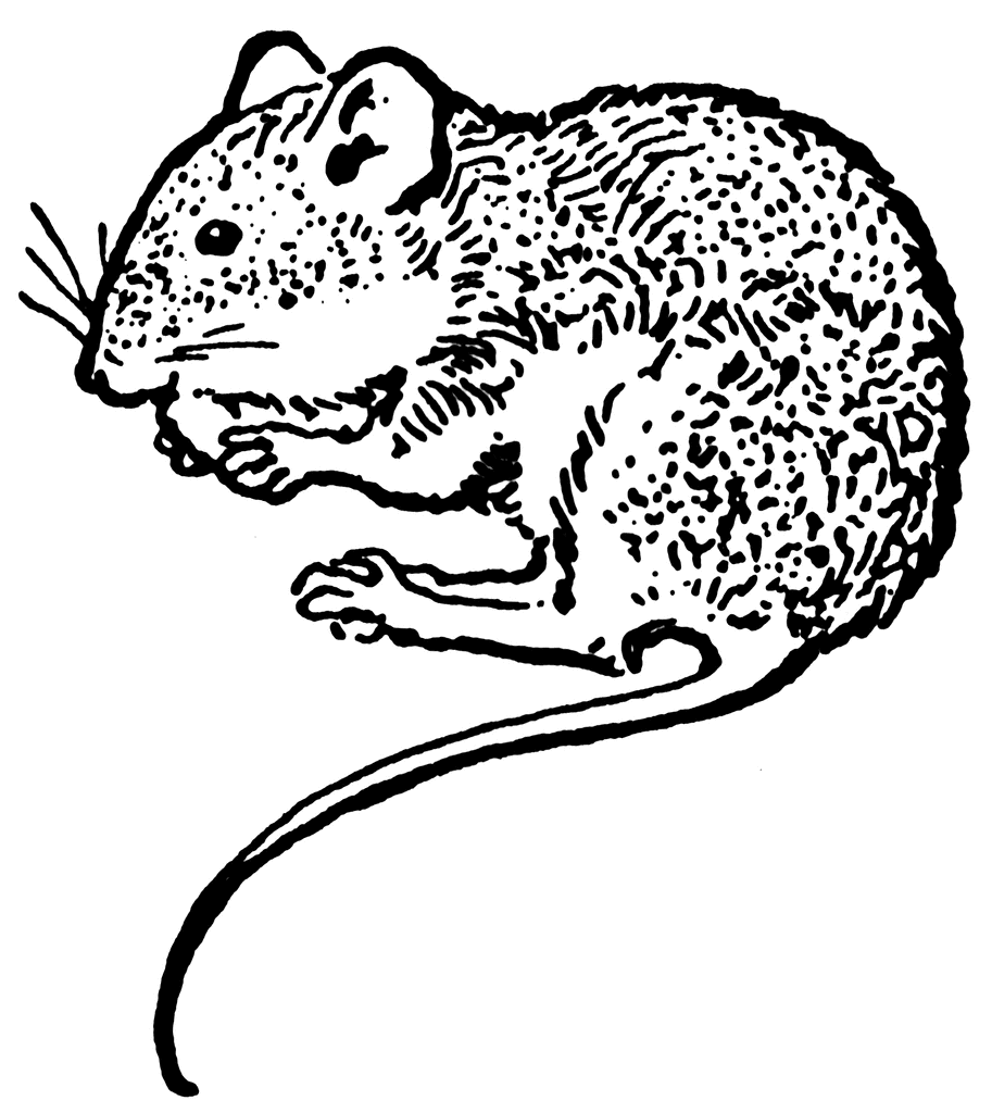 mouse clipart black and white - photo #23