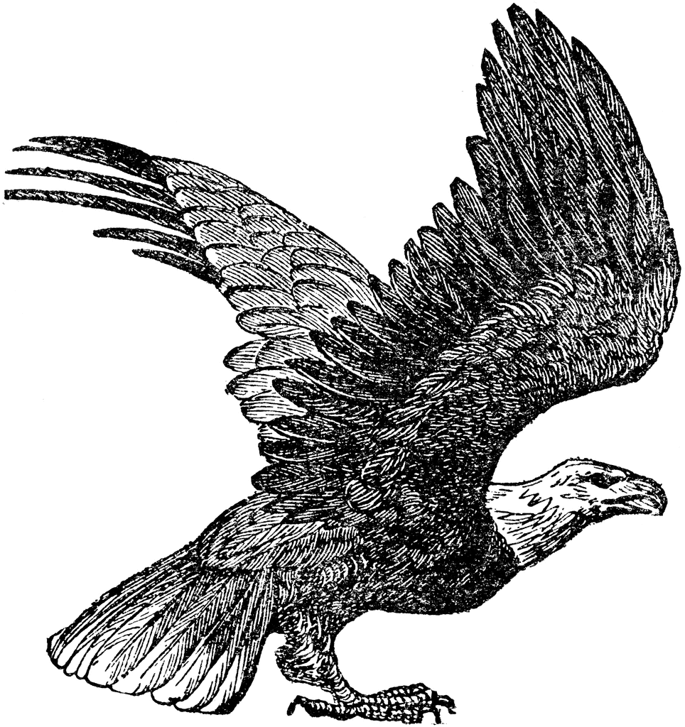 flying eagle free clipart - photo #42