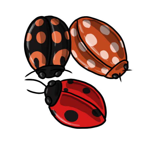 free black and white ladybug clipart - photo #47