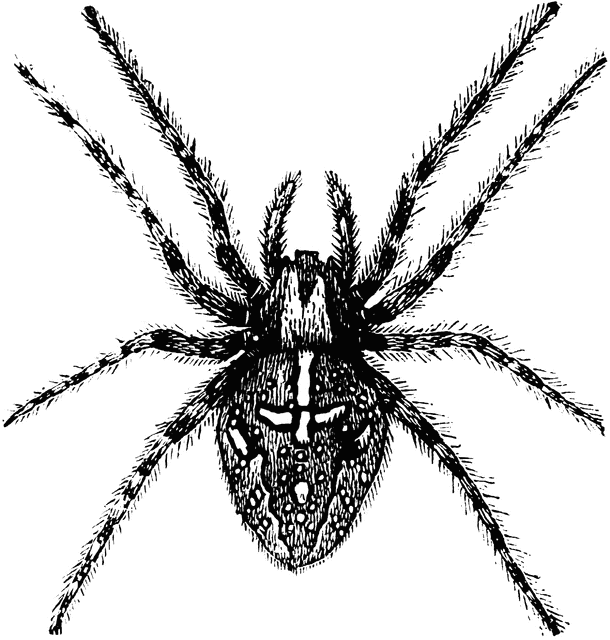 spider clip art free black and white - photo #50