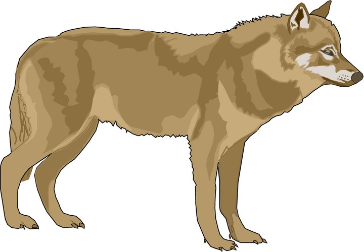 clipart wolf pictures - photo #13