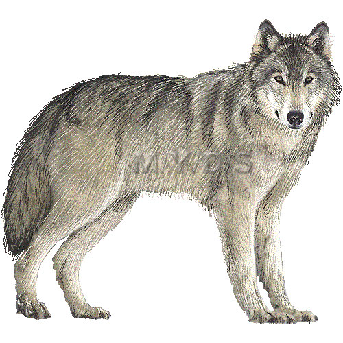 free cartoon wolf clipart - photo #48