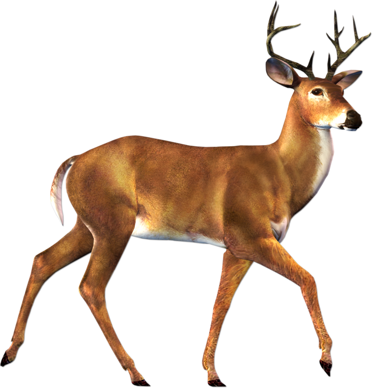 free clip art of whitetail deer - photo #13