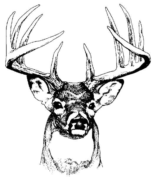 free black and white deer clipart - photo #22