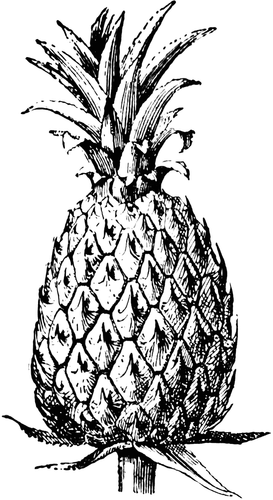 free black and white pineapple clipart - photo #20