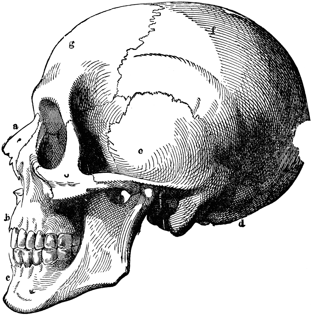 skull clipart free download - photo #37