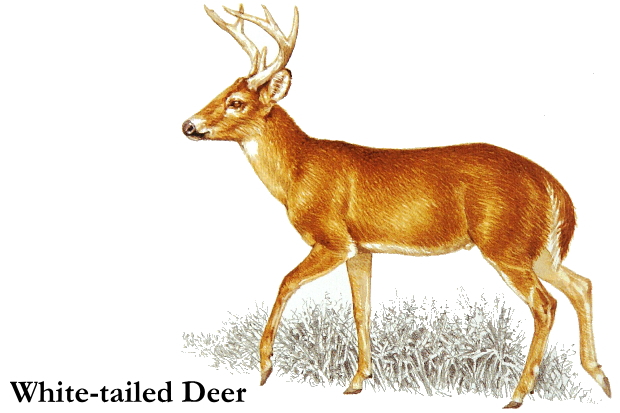 free whitetail deer clipart - photo #43