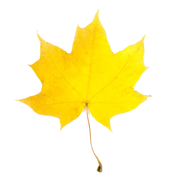 clip art pumpkin leaf - photo #24