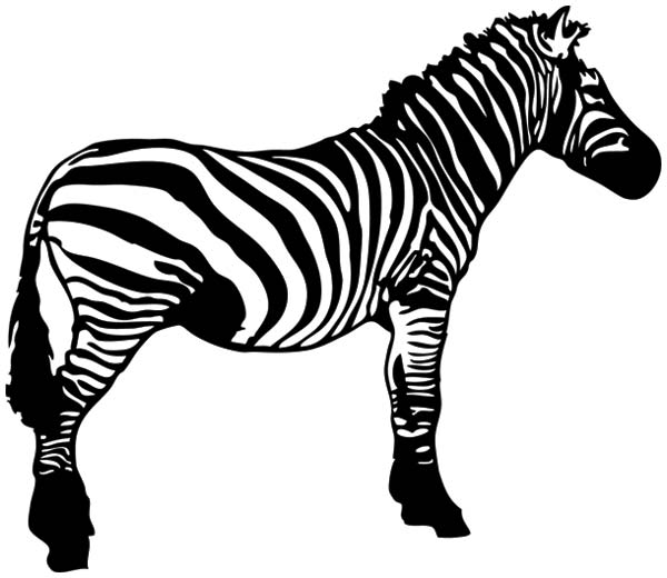 baby zebra clipart free - photo #42