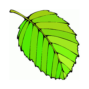 free clipart green leaf - photo #44