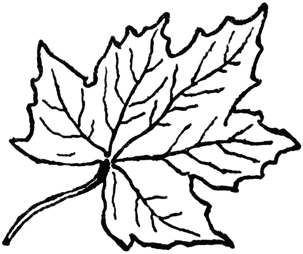 clipart leaf black and white - photo #39