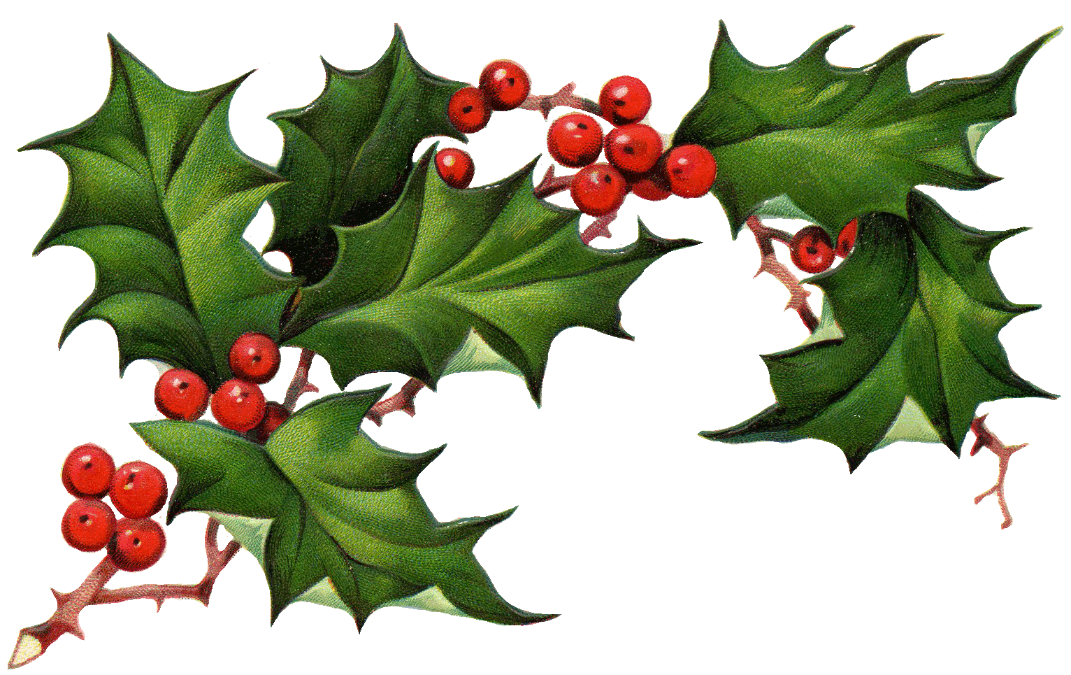 clipart christmas holly free - photo #49
