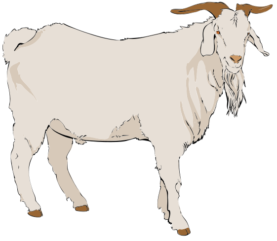 clipart baby goats - photo #14