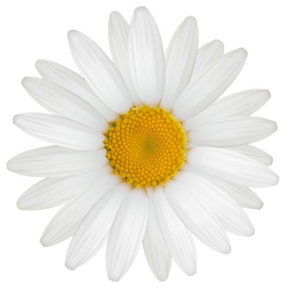 clip art daisy flower - photo #33