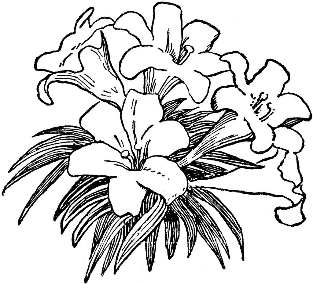 71 Free Flower Clipart Black And White