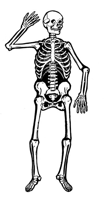 free halloween skeleton clipart - photo #8