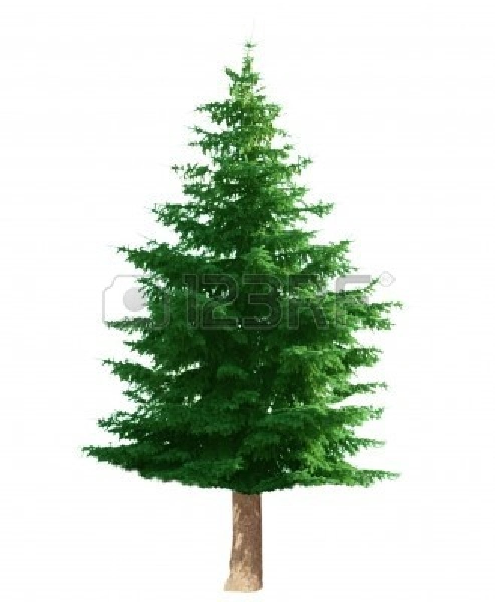 Pine tree clipart kid