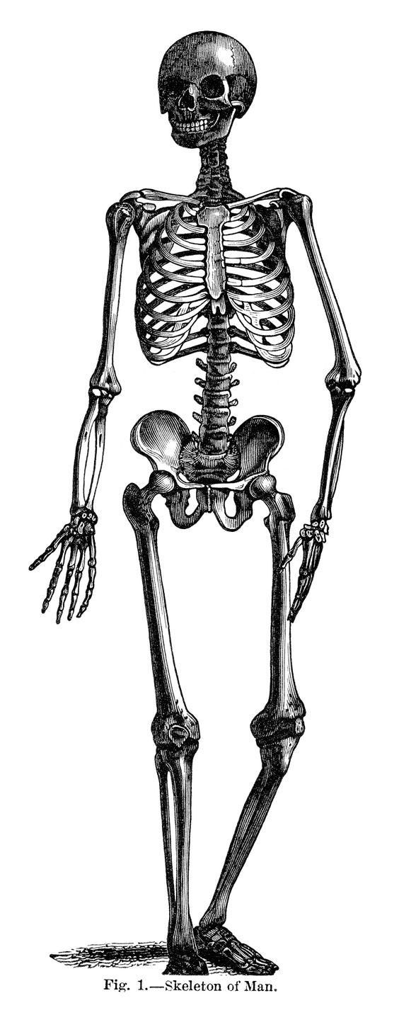 free halloween skeleton clipart - photo #12
