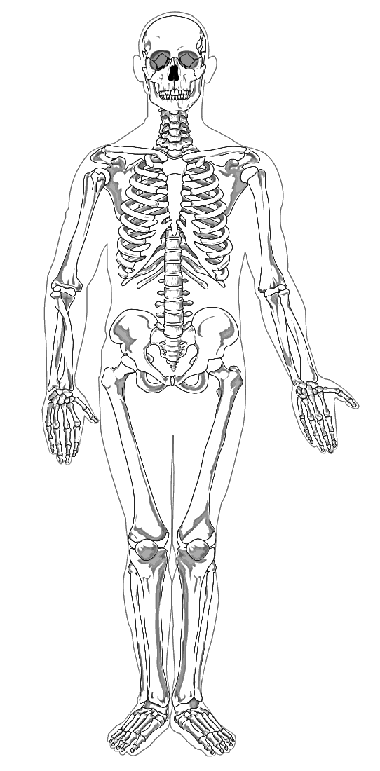 clip art human skeleton - photo #35