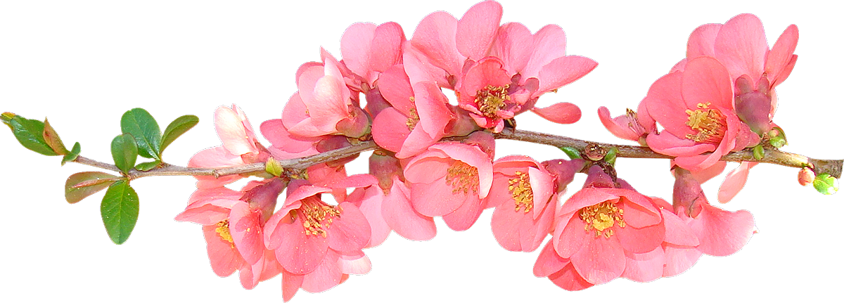 clip art flowers spring - photo #42