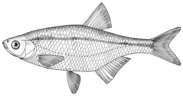 free black and white clipart of fish - photo #37