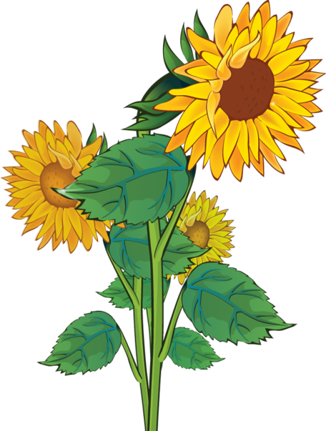 free clipart sunflower pictures - photo #6
