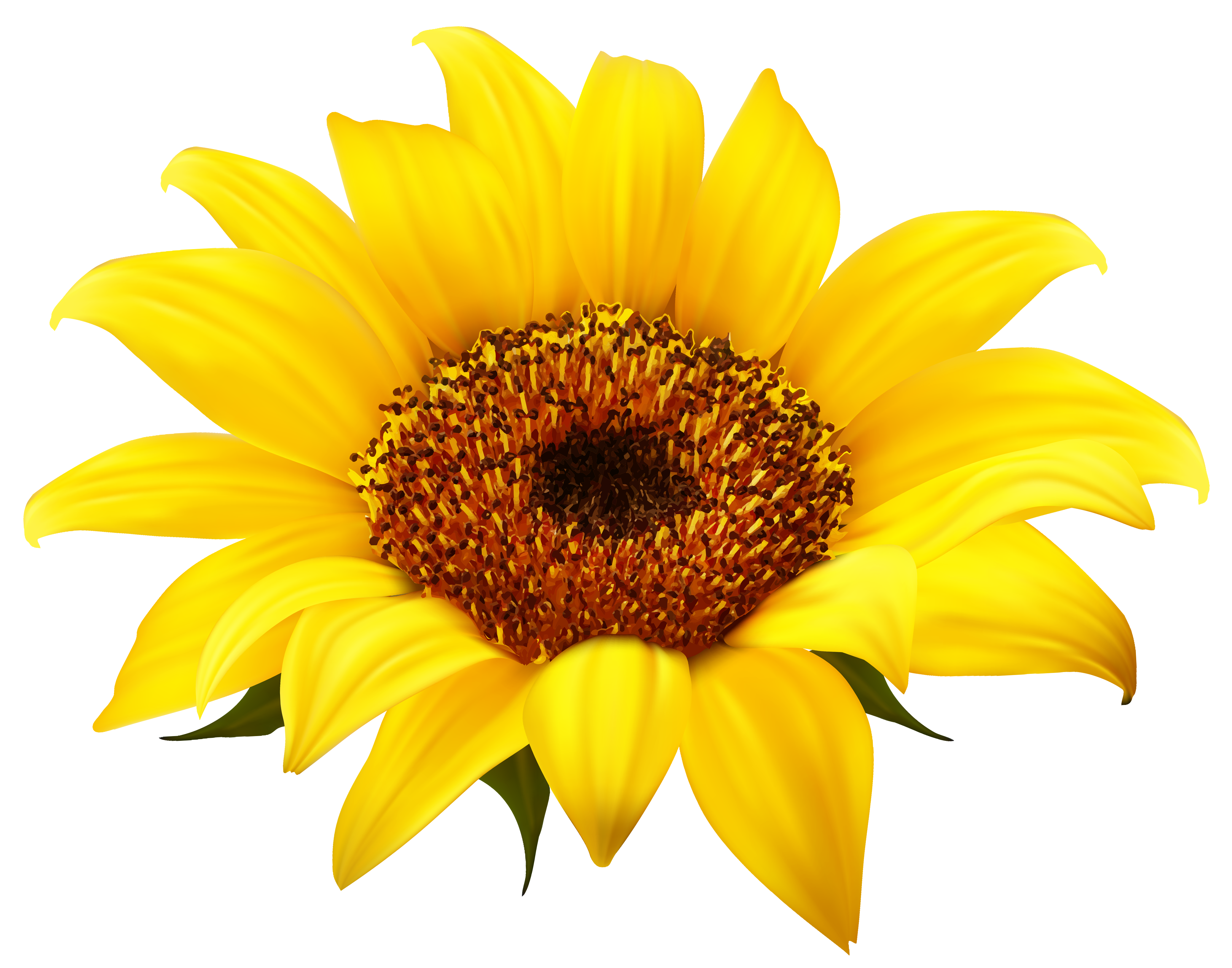 70 Free Sunflower Clip Art - Cliparting.com