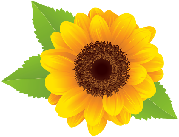 clipart sunflower pictures - photo #36