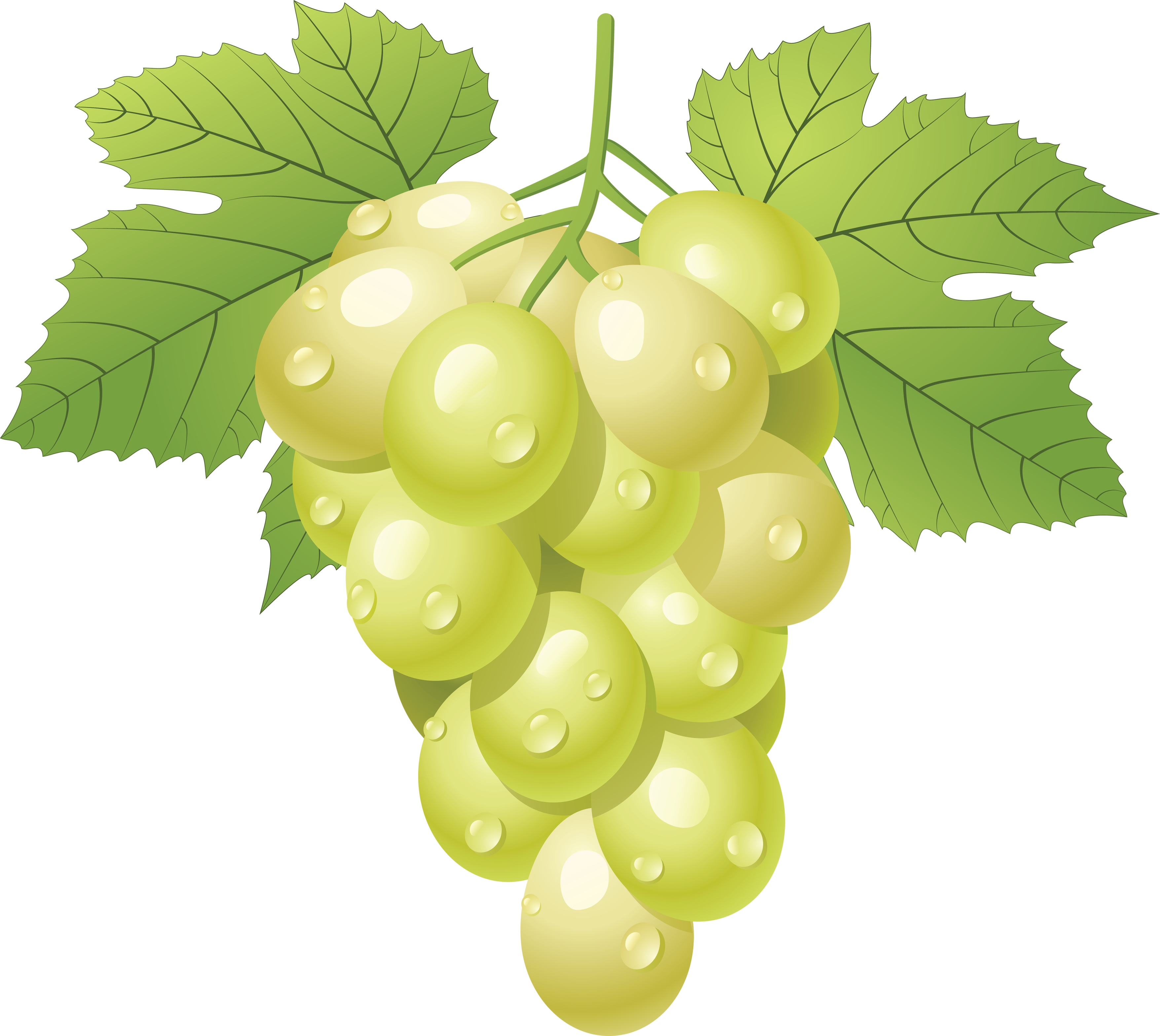 clipart grapes - photo #48