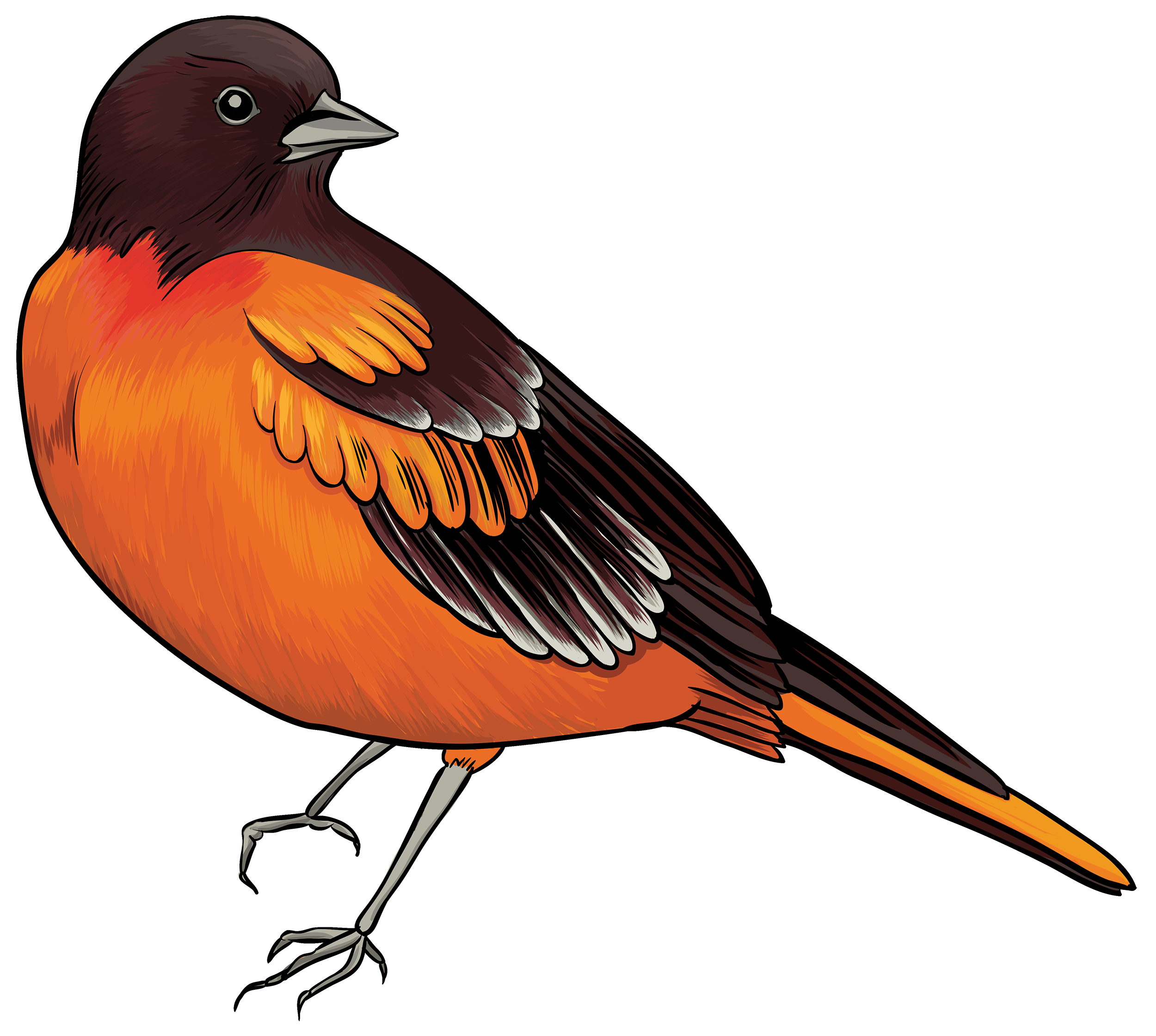 Black and orange bird clipart web clipart