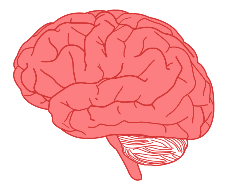 Brain free to use clipart