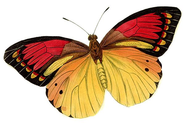 Butterfly clip art butterfly clipart graphicsde butterfly
