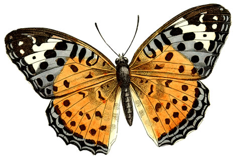 Clipart butterfly clip art clip art free clip art borders image 7 5