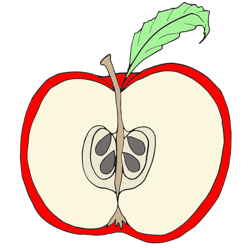 Free parts of an apple clipart