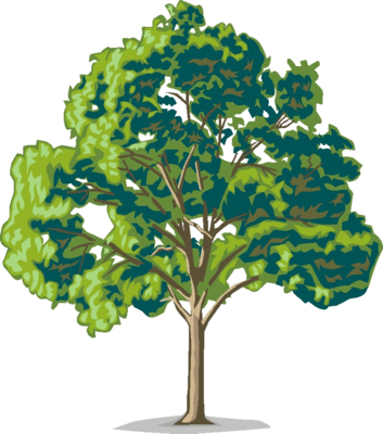 Oak tree tree clip art free clipart images clipart image