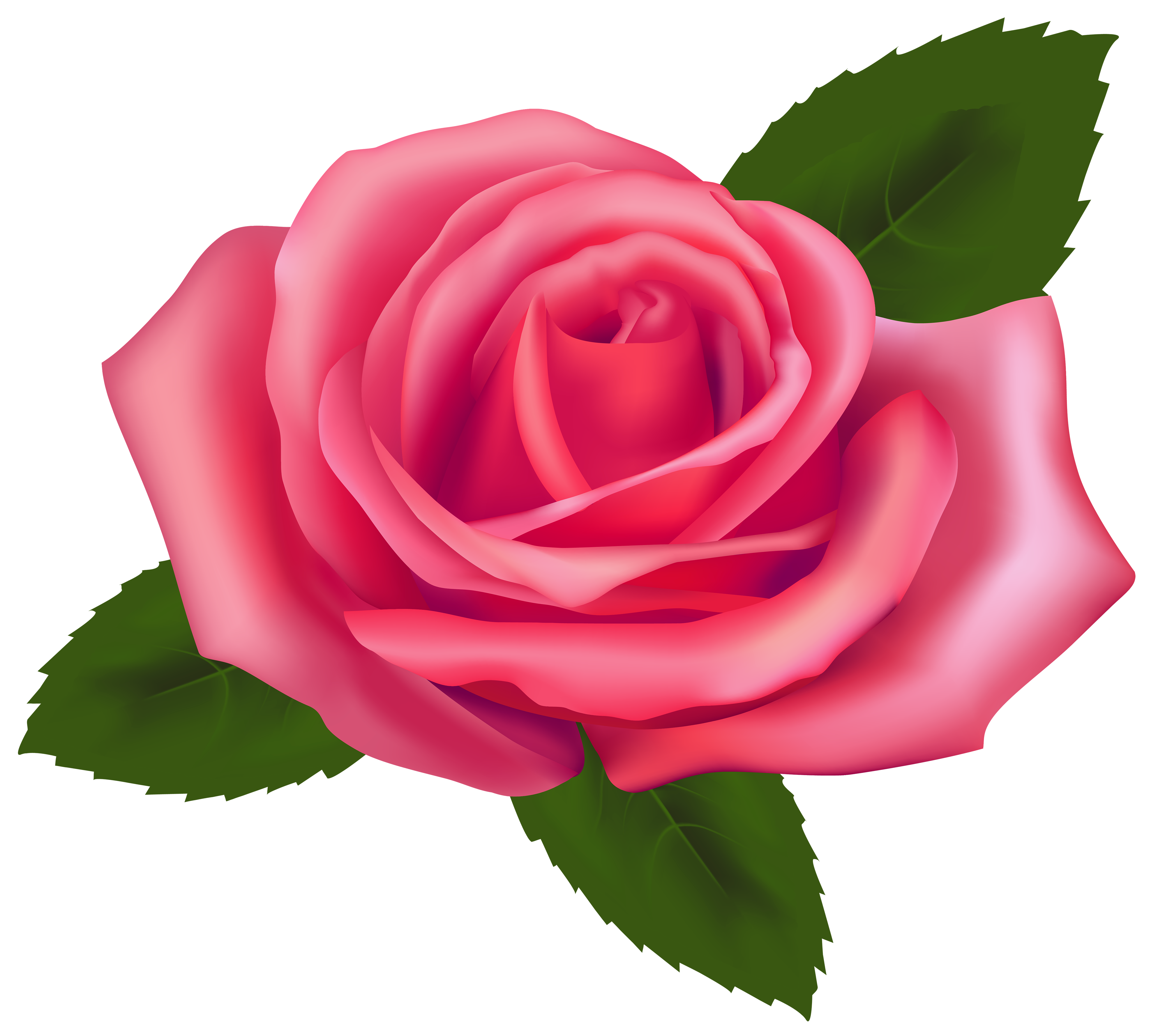 Beautiful pink rose clipart web clipart