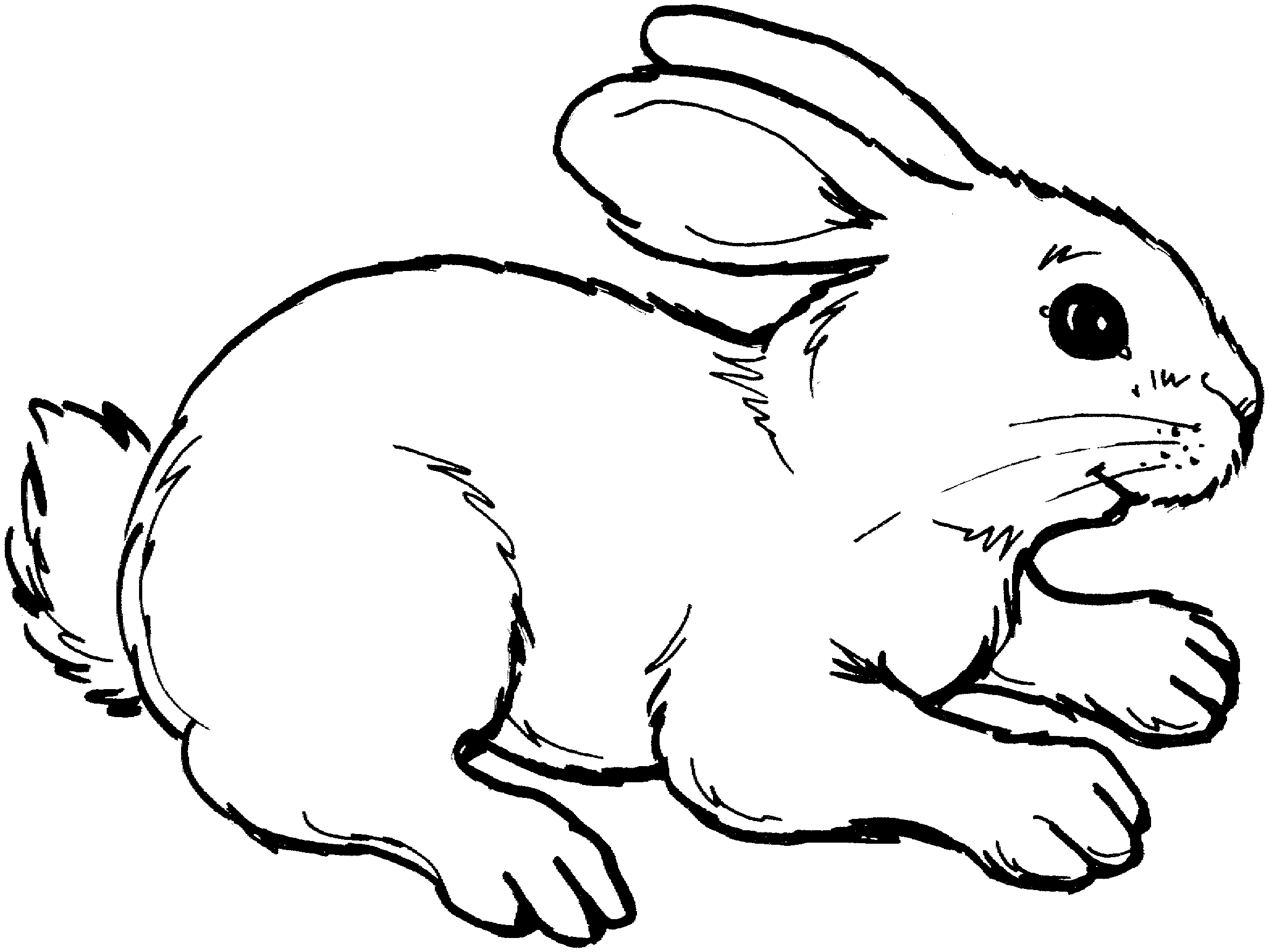 Bunny black and white rabbit clipart clipartix