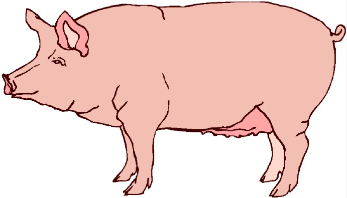 Cartoon pig clip art free vector for free download about free