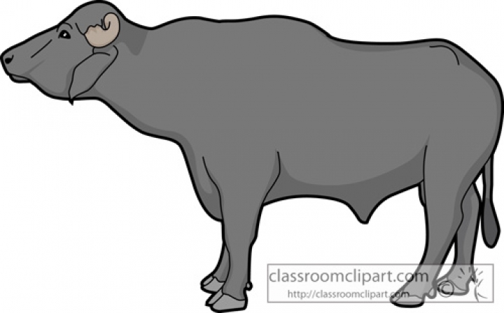 Classroom buffalo clipart buffalomale clipart inside buffalo