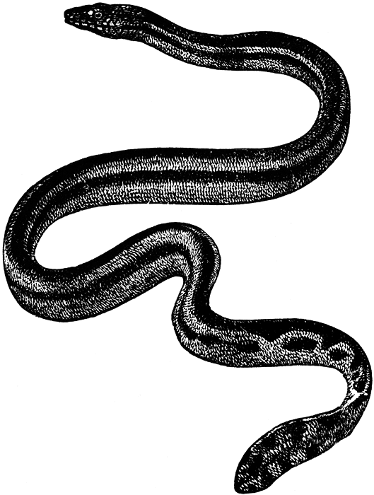 Cute snake clipart black and white free clipart 2 clipartix