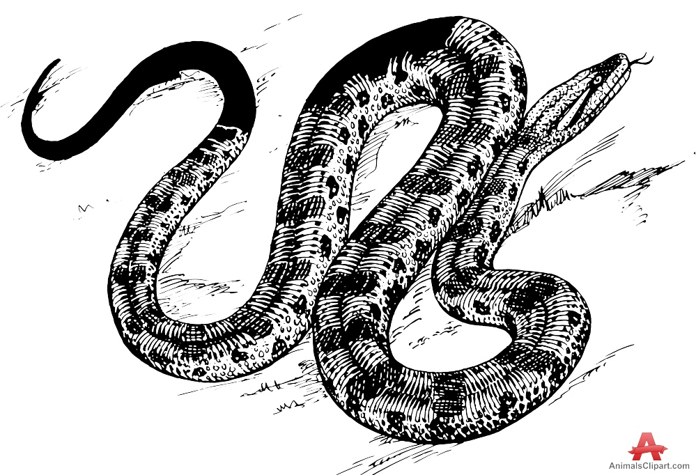 Drawing of anaconda snake clipart free clipart design download