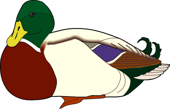 Duck free to use clipart