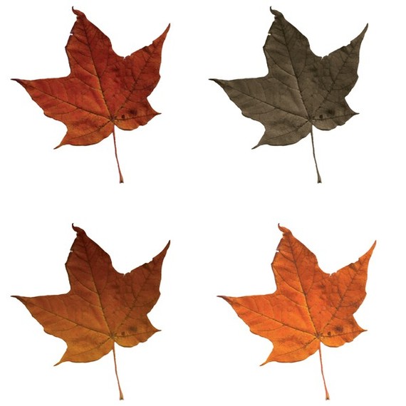 Fall leaves border clipart free clipart images 6