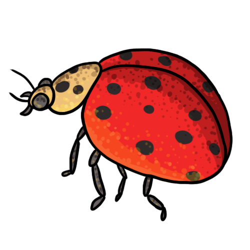 Free ladybug clip art drawings andlorful images 6