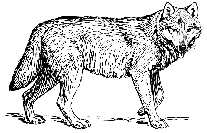 Free wolf clipart 1 page of public domain clip art