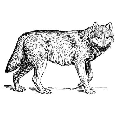 Free wolf clipart clip art pictures graphics illustrations image 2 2